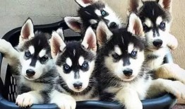 二哈爆料视频完整版,完整版内容深度解析